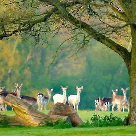 New Forest Retreat Shorefield Country Park Lymington Eksteriør billede