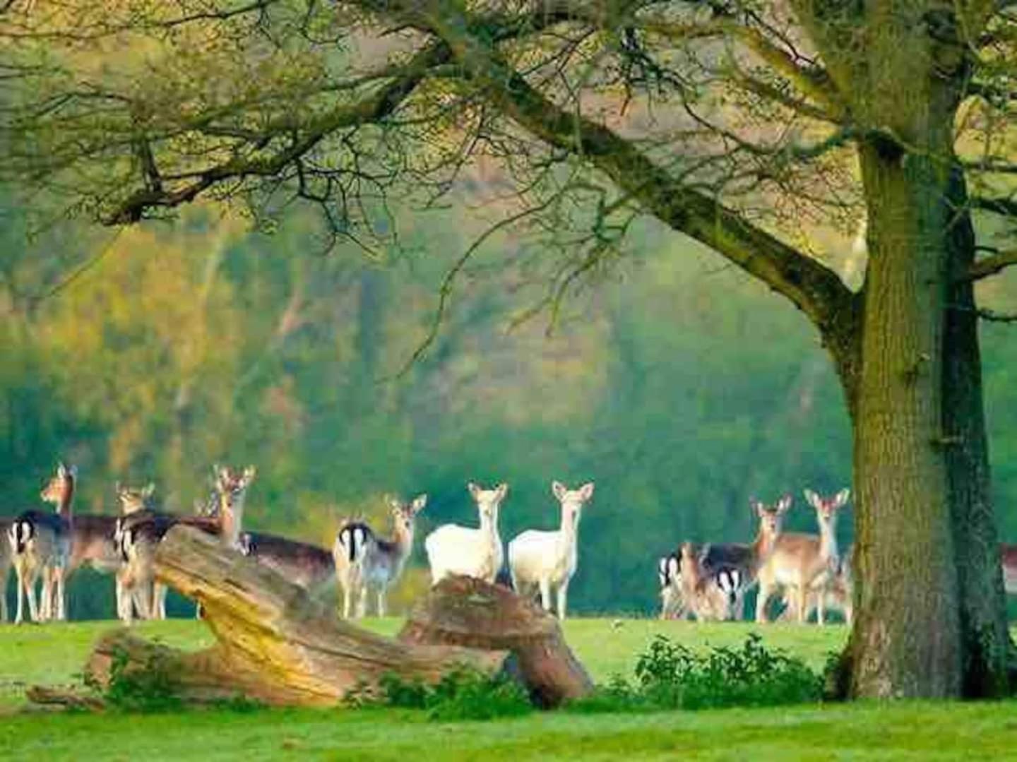 New Forest Retreat Shorefield Country Park Lymington Eksteriør billede