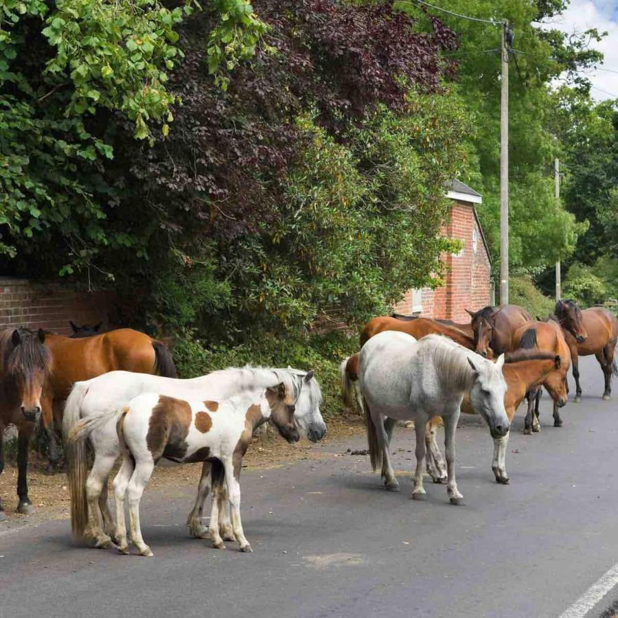 New Forest Retreat Shorefield Country Park Lymington Eksteriør billede