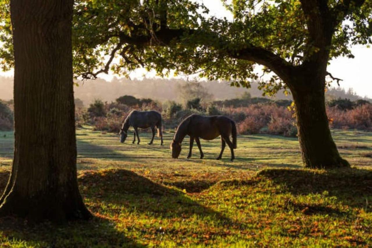 New Forest Retreat Shorefield Country Park Lymington Eksteriør billede